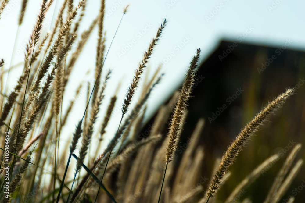 Fototapeta premium Tall grass and house on the background. Bokeh