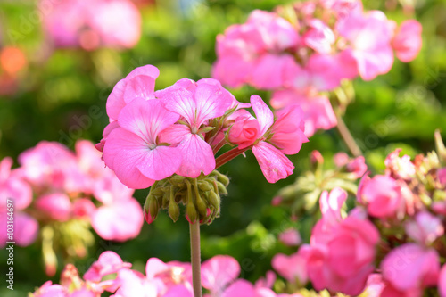 Fototapeta Naklejka Na Ścianę i Meble -  Pink geraniums in the morning
