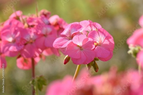 Fototapeta Naklejka Na Ścianę i Meble -  Pink geraniums in the morning