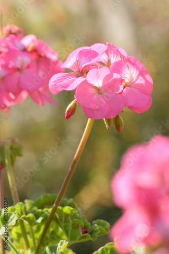 Fototapeta Naklejka Na Ścianę i Meble -  Pink geraniums in the morning