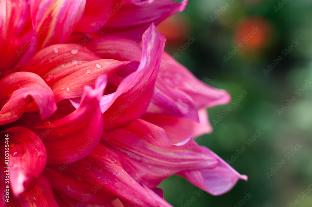Pink dahlia flower closeup