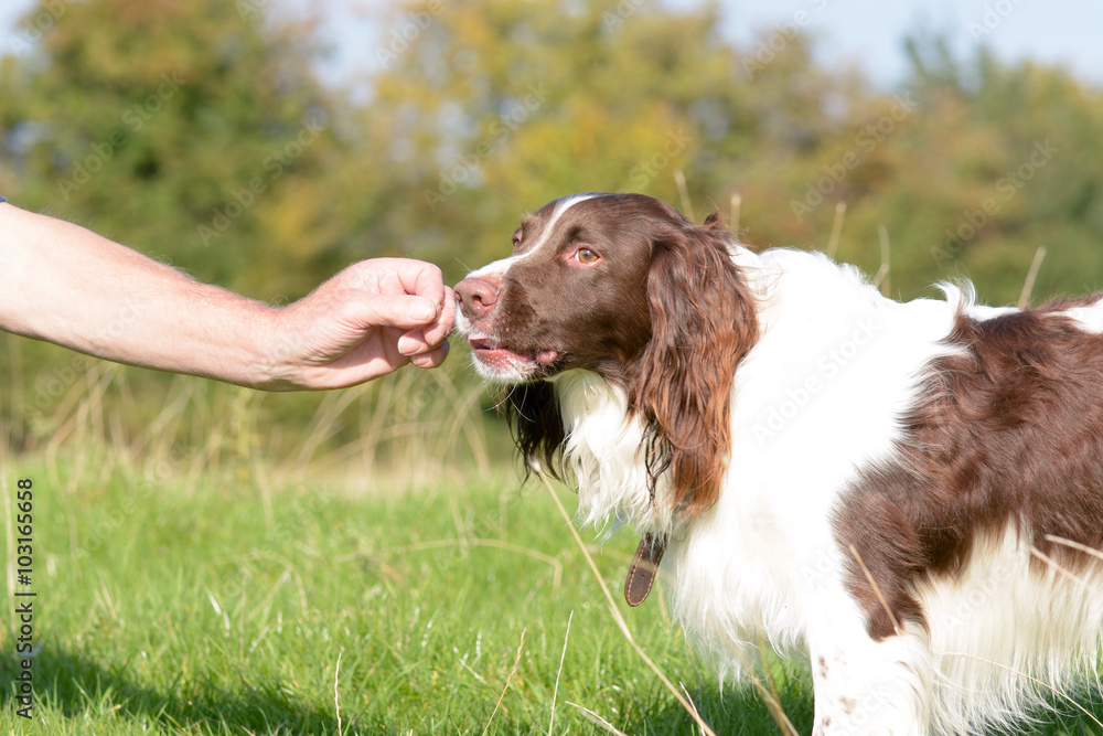English springer spaniel dog being given treat
