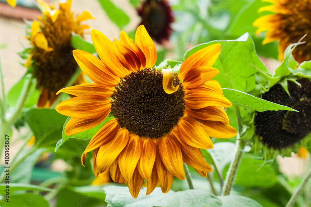 Naklejka premium Sunflower closed