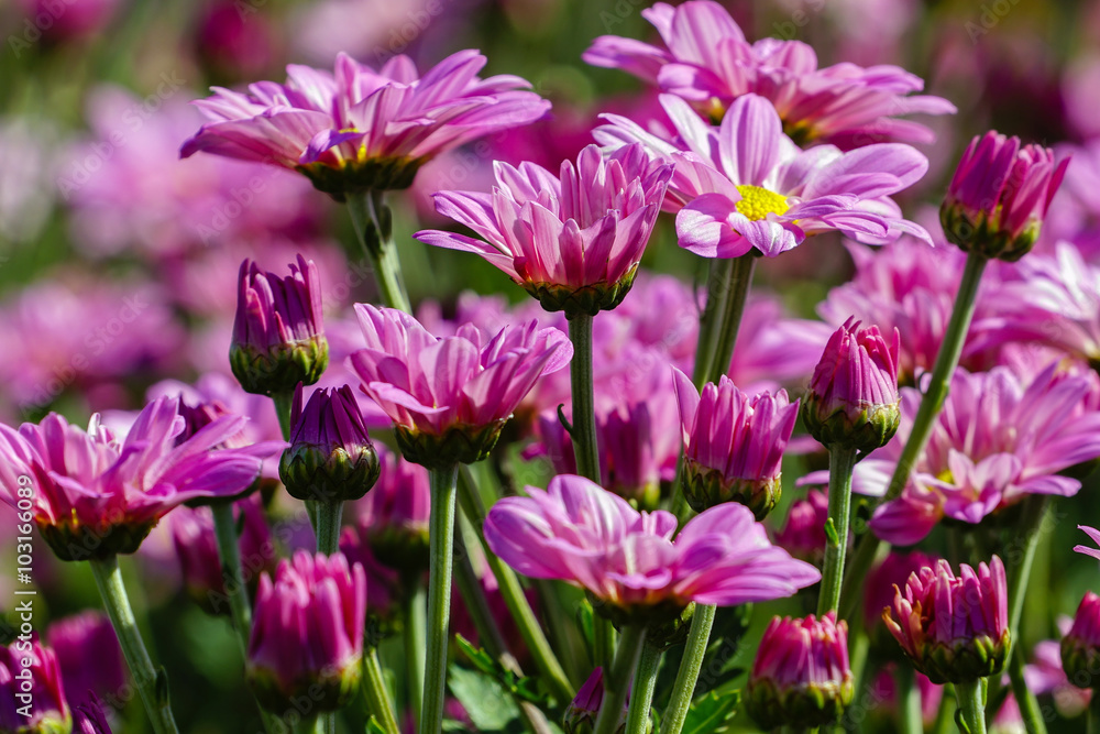 Autumn bright colored chrysanthemum flowers as background Autumn bright colored chrysanthemum flowers as background