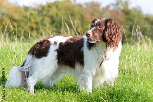 English springer spaniel dog standing in field