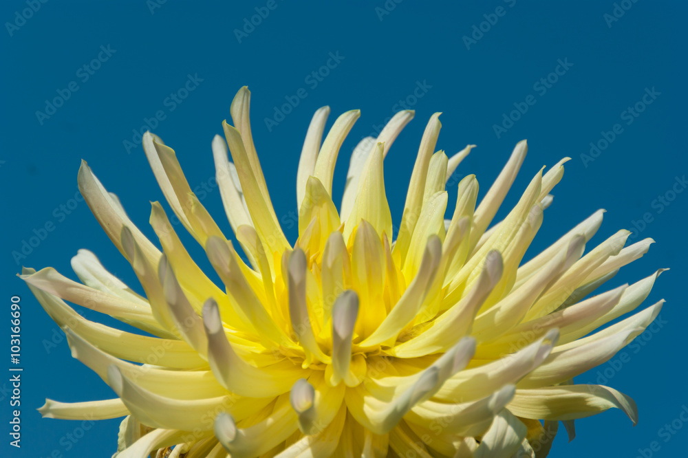 Fototapeta premium Yellow dahlia on the blue sky background