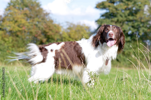 English springer spaniel dog standing in field