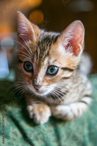 Charming bengal cat © evdokimova