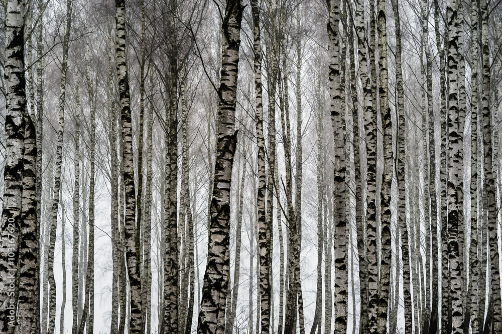 Obraz premium W brzozowym zagajniku