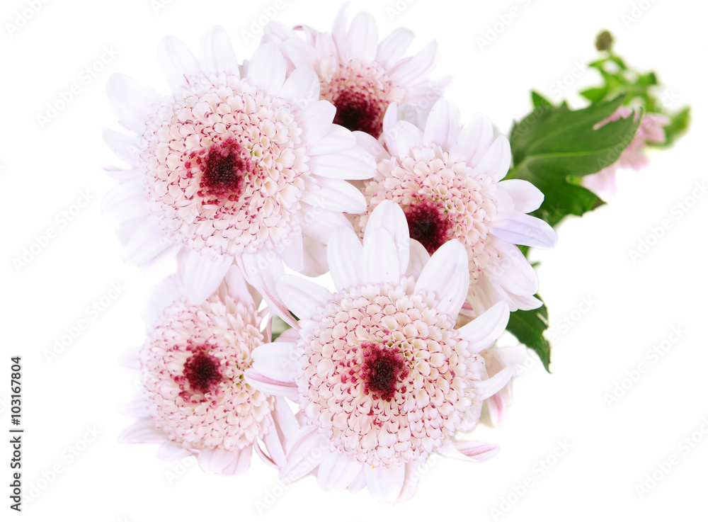 Close-up of spring pink dasi flowers Close-up of spring pink dasi flowers