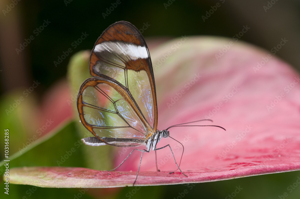 Fototapeta premium mariposa alas de cristal Greta oto