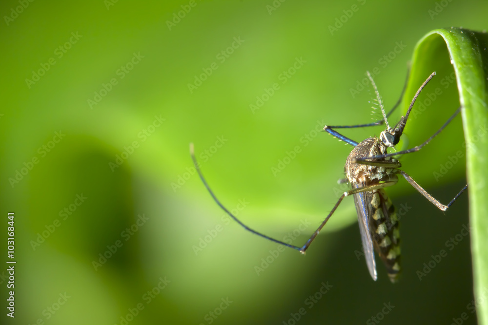 mosquito mosquito
