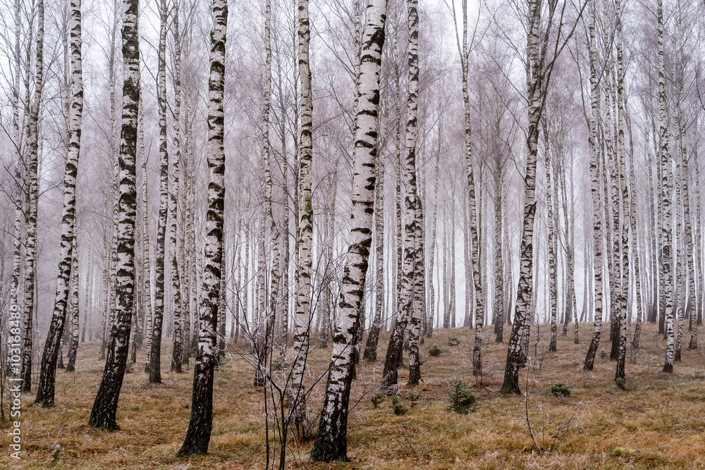 Brzozowy zagajnik