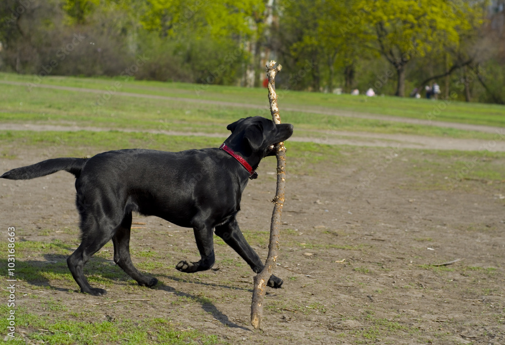 Running black Labrador Retriever carrying a stick Running black Labrador Retriever carrying a stick