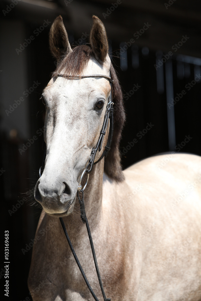 Obraz premium Piękny szary koń stojący przed stajnią
