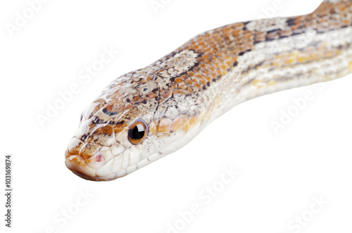 Closeup of a corn snake (isolated on white)