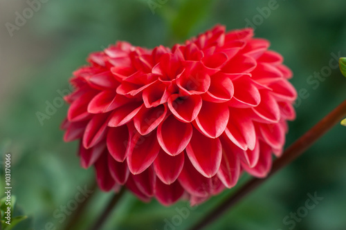 Heart-shaped dahlia