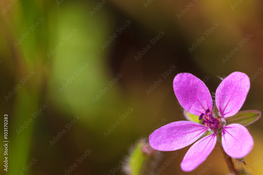 Blurry nature background with pink flower in the corner Blurry nature background with pink flower in the corner