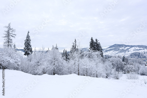 Scenic frozen forest at mountains