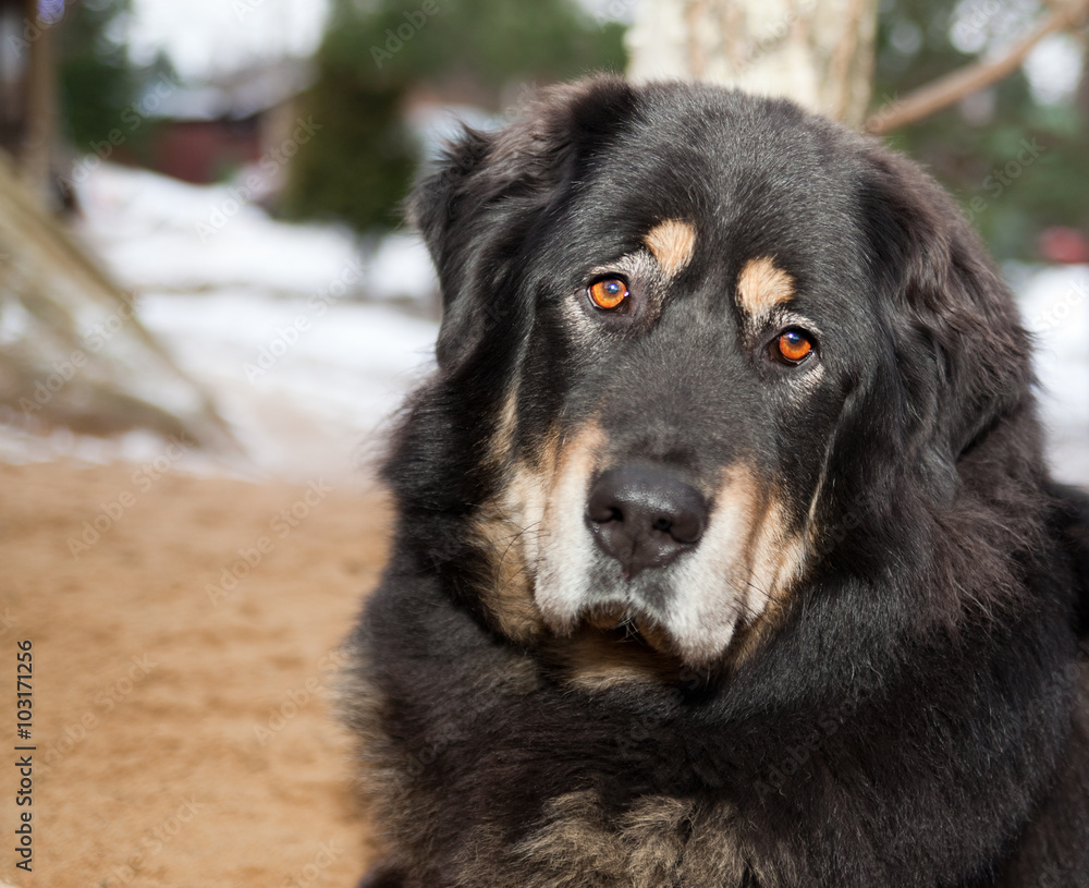 Portrait of a Tibetan mastiff bitch Portrait of a Tibetan mastiff bitch
