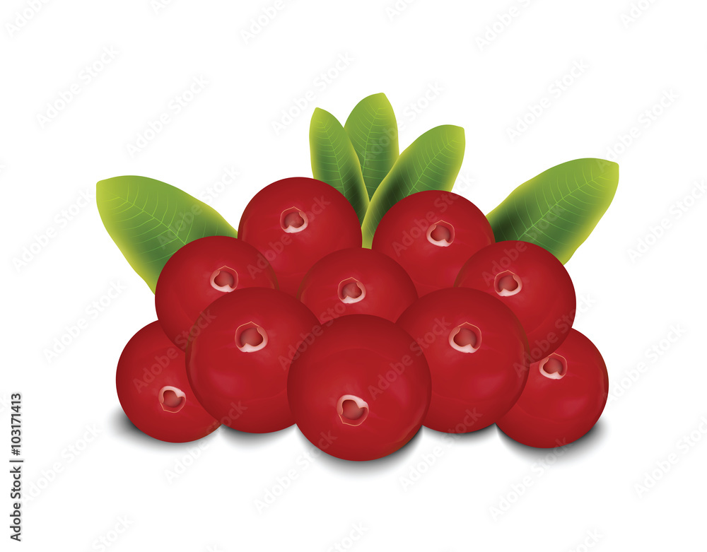 Obraz premium cranberries for your design