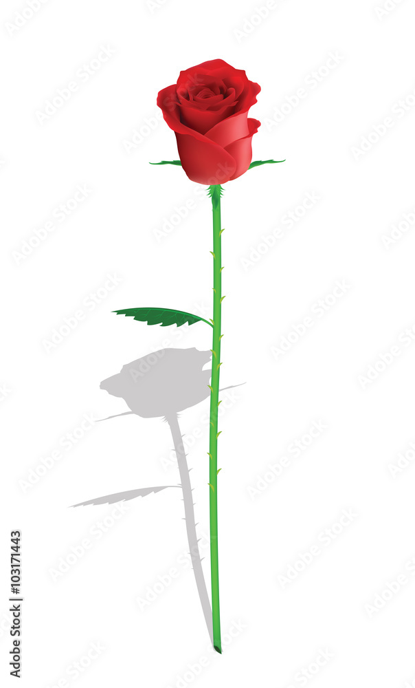 fragrant rose for your design fragrant rose for your design