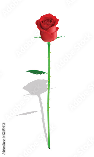 fragrant rose for your design