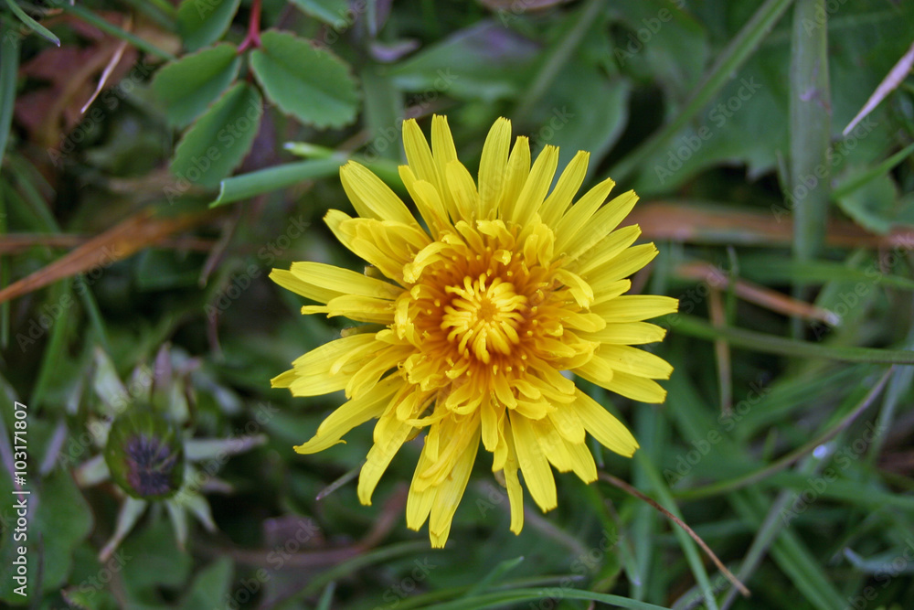 Dandelion flower Dandelion flower