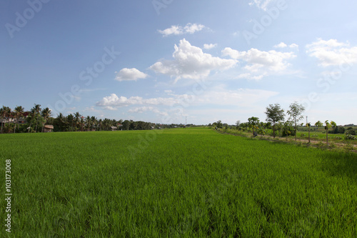 Green rice field © yellowj