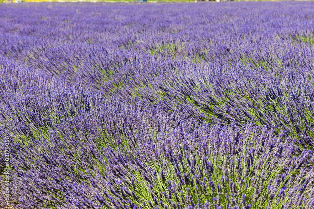 Fototapeta premium lavender field, Plateau de Valensole, Provence, France