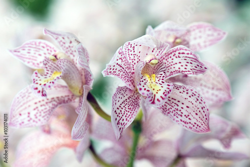 Foto Cymbidium Enzan 'Knuckle' hybrid orchid