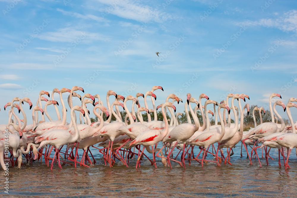 Naklejka premium Group of flamingos and blue sky