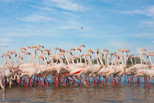 Group of flamingos and blue sky