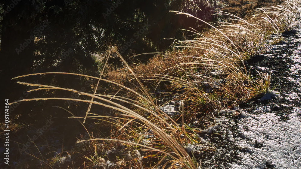 Frosted ice grass sways in the wind Frosted ice grass sways in the wind