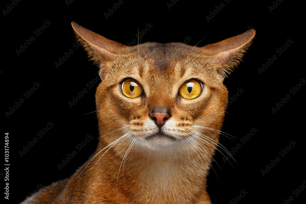 Fototapeta premium Closeup Portrait of curiosity Abyssinian cat Isolated on black
