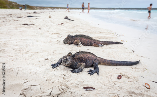 Galapagos with marine iguana