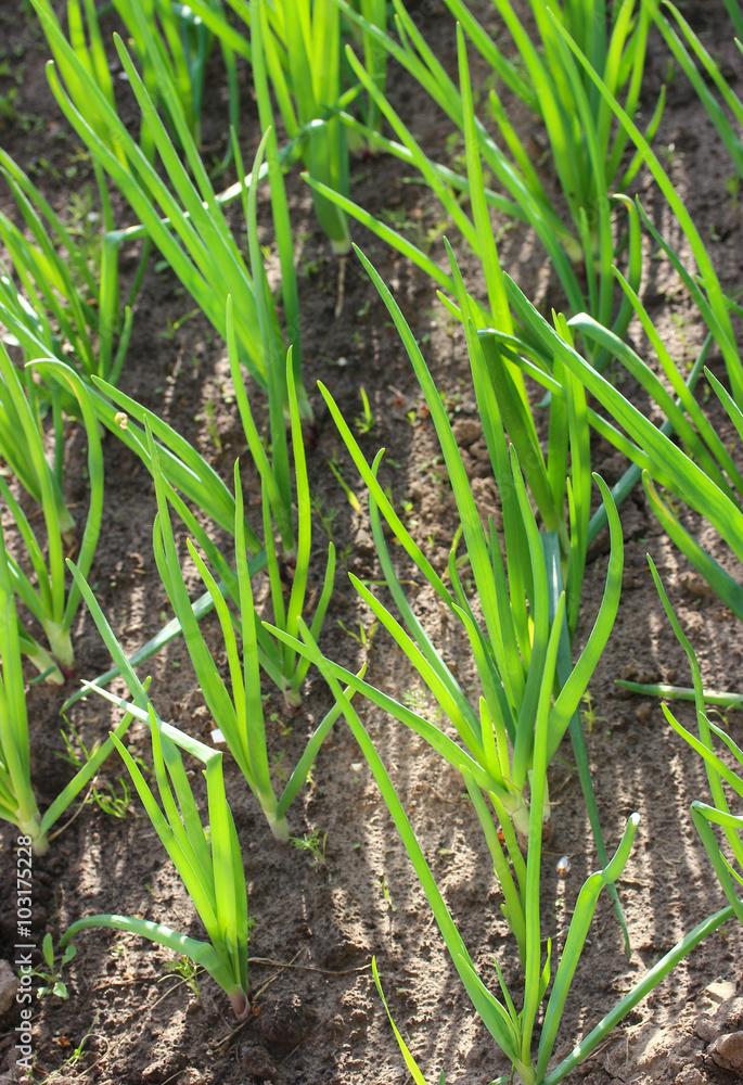 green onion green onion