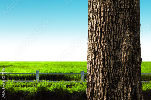 tree trunk closeup