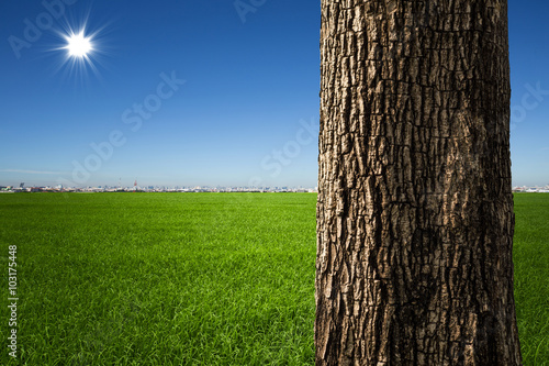 tree trunk closeup