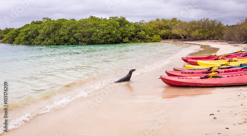 Sea lion going to take a look at kayak