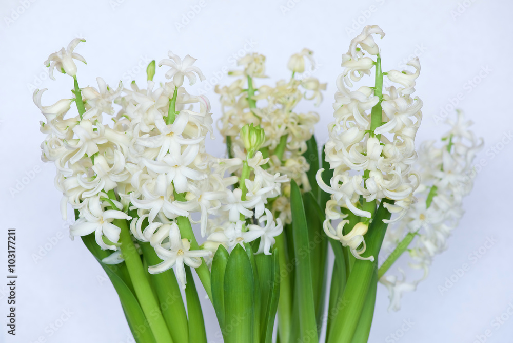 White hyacinth bulbs in bloom White hyacinth bulbs in bloom