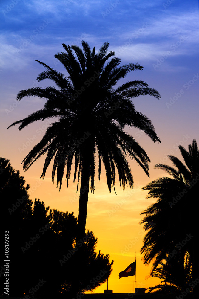 Tropical image of a palm at sunset