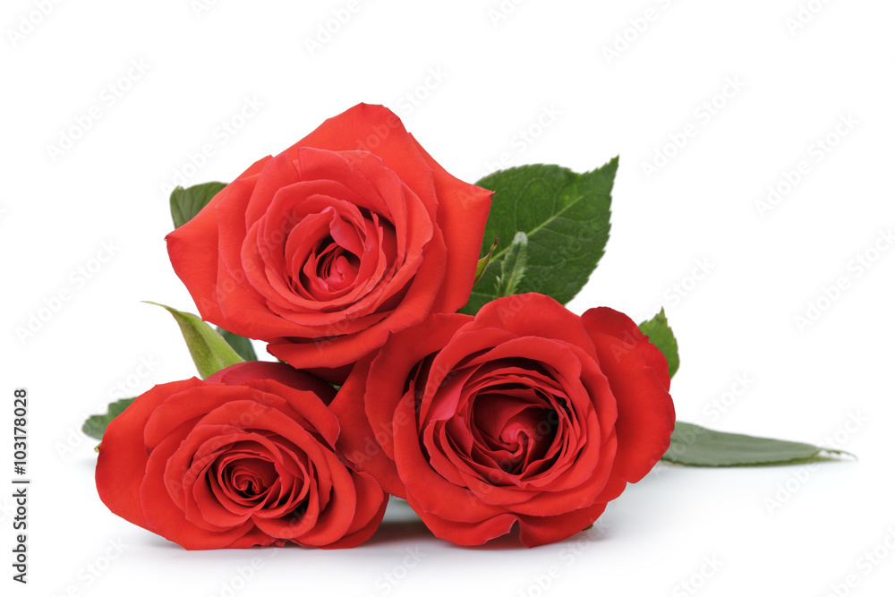 three bright red roses isolated on white three bright red roses isolated on white