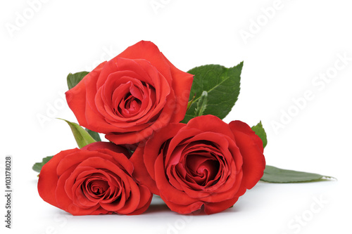 three bright red roses isolated on white