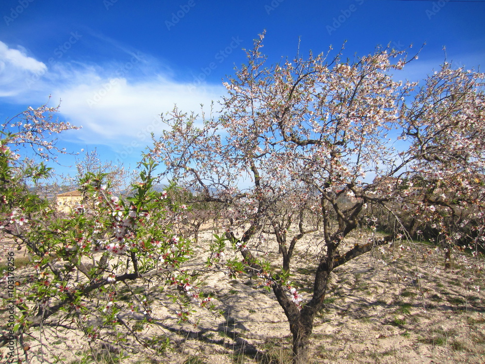 almond trees in spring with blossom and leaf buds almond trees in spring with blossom and leaf buds