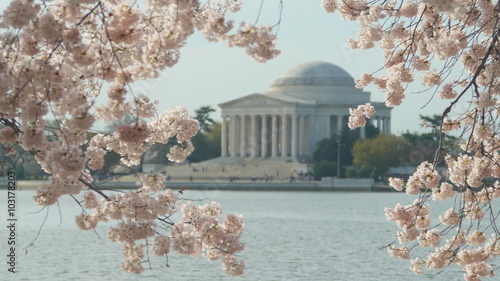 4K Cherry Blossoms and Jefferson Memorial Rack Focus 4