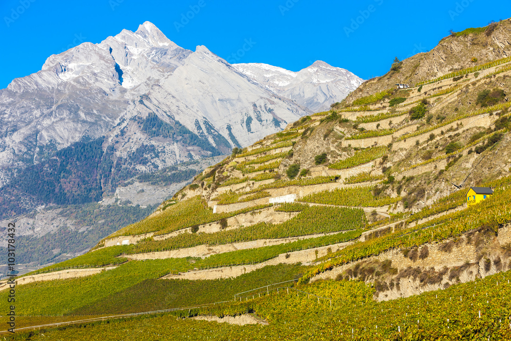 vineyards in Sion region, canton Valais, Switzerland