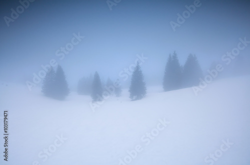 spruce forest in winter mountain in foggy morning © Olha Rohulya