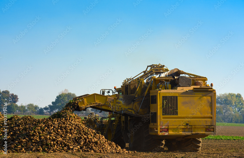 Fototapeta premium Sugar beet and tractor