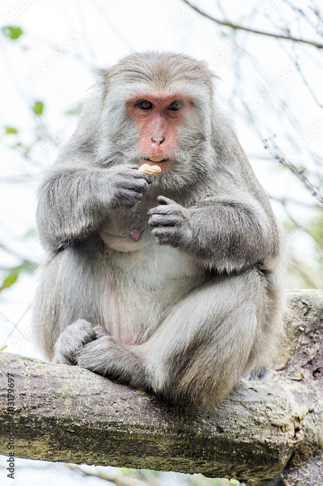 Formosan macaques are eating peanut